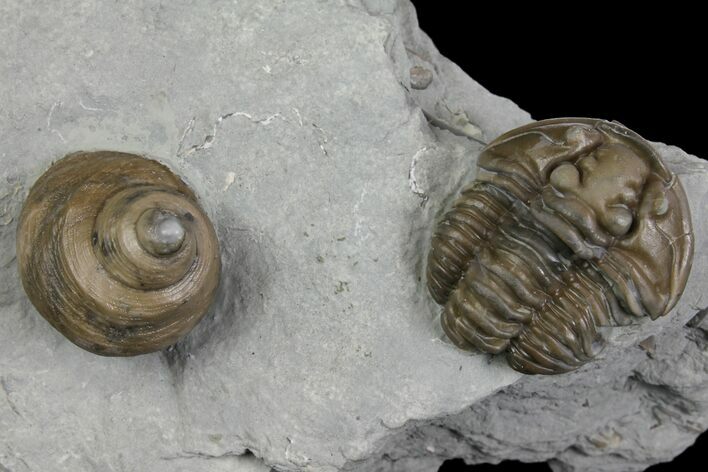 Flexicalymene Trilobite Fossil and Gastropod - Ohio #136965